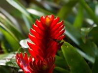 Rotes Bromelien Blütenschwert im Gegenlicht im Terra Nostra Park - Insel São Miguel
